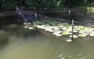 A cage with White Water Lilly