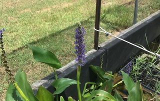 Pickerelweed from the Native Plant Nursery