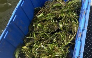 Vallisneria being harvested in the field for propagation in the Native Plant Nursery