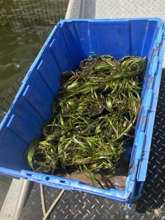 Vallisneria being harvested in the field for propagation in the Native Plant Nursery